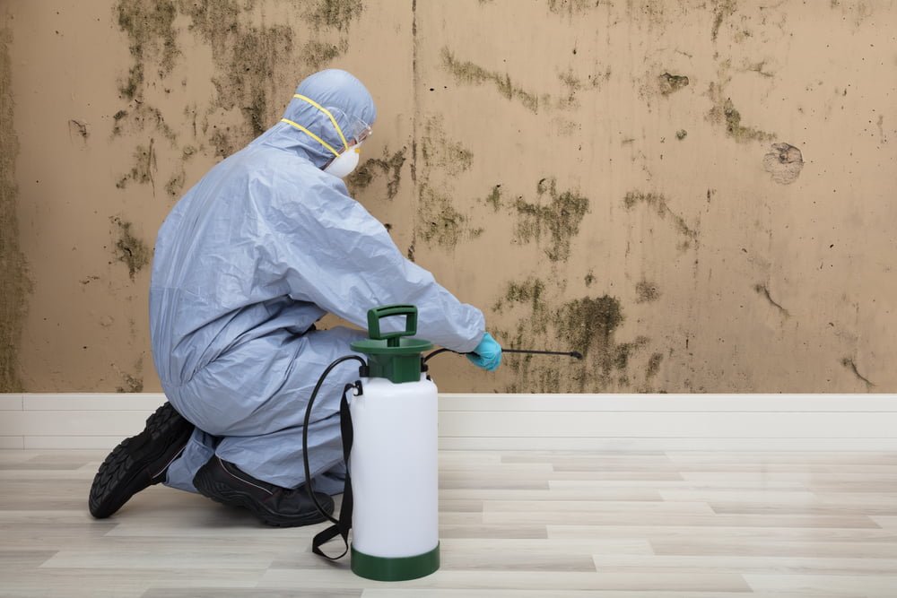 Why Mold Prevention is Important