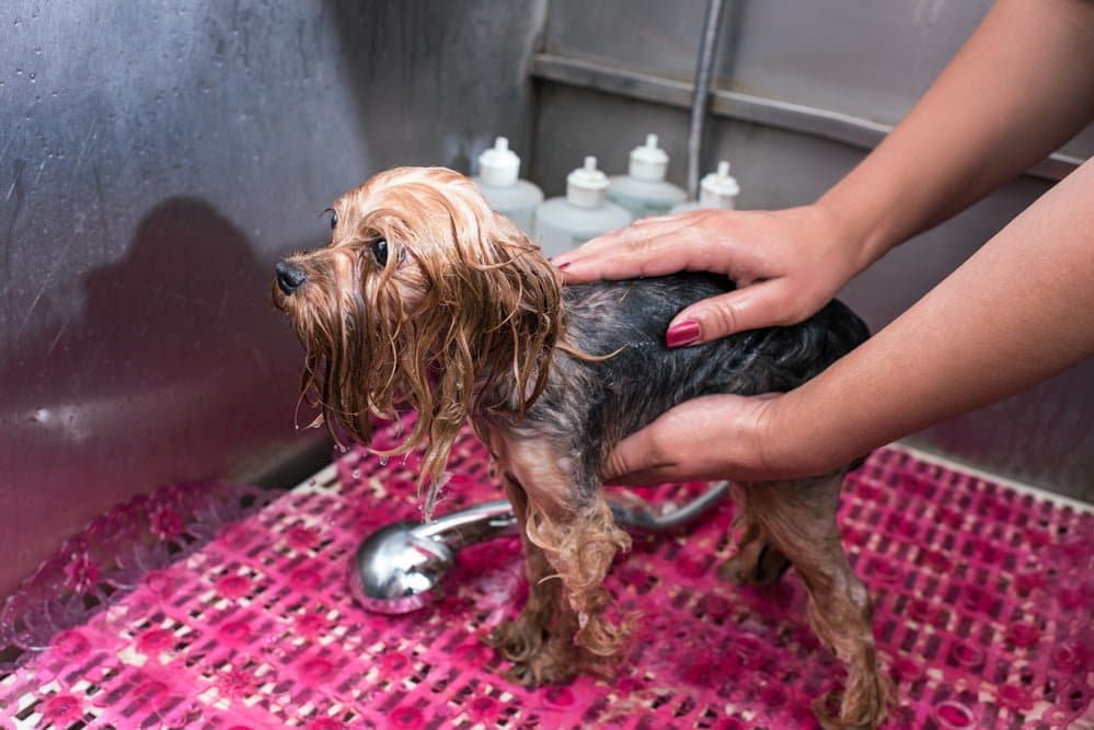 Pet-Proofing Tips for Plumbing