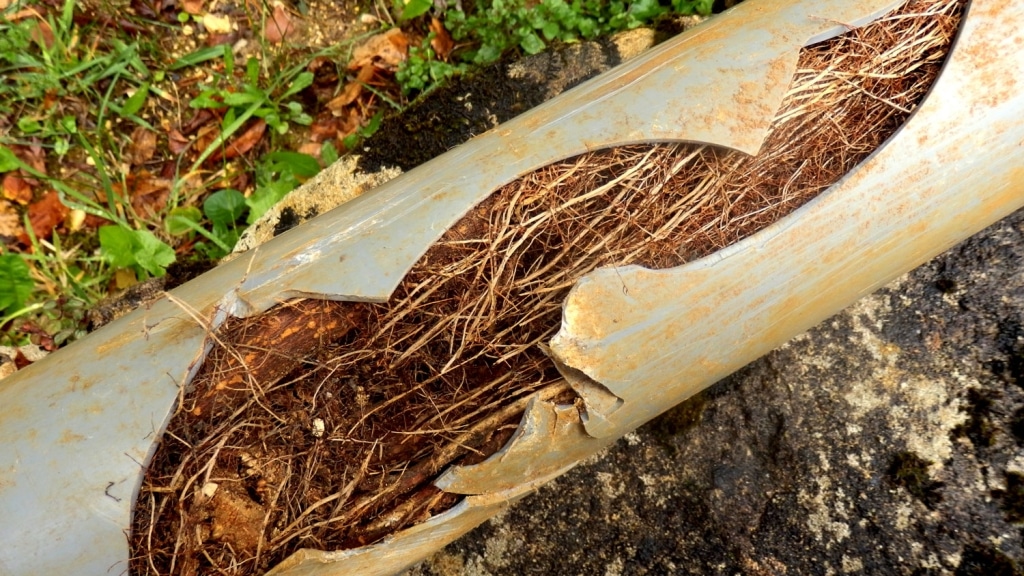 A cracked pipe from tree roots - Expert Services Near Me