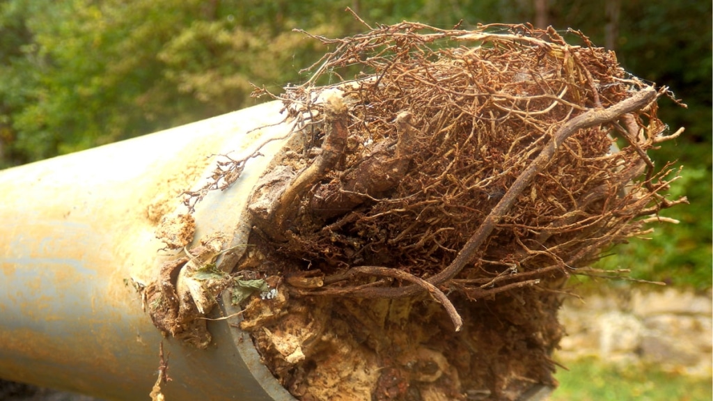Tree Roots in Sewer Lines - Expert Services of Utah