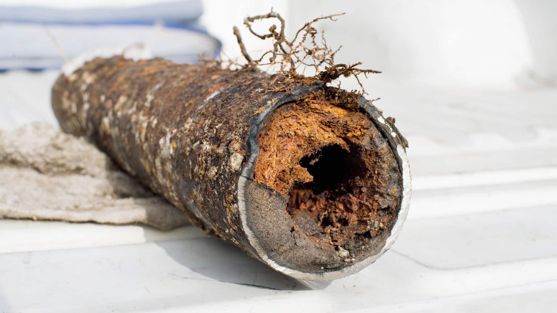 Damaged Pipes from Tree Roots - Expert Services of Utah