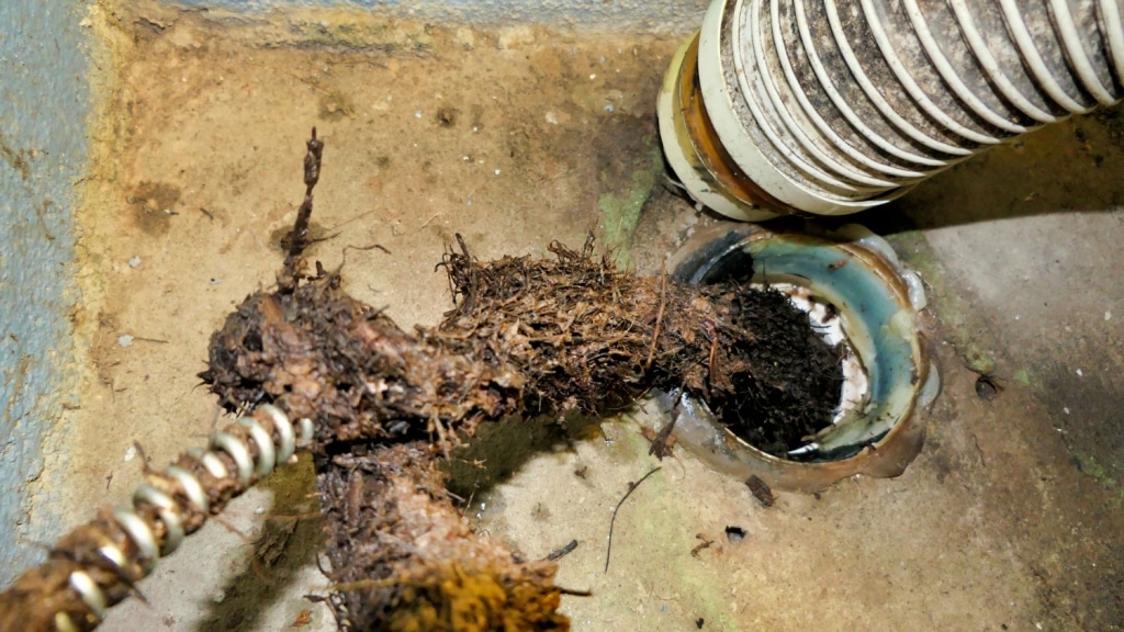 utah tree root issues
